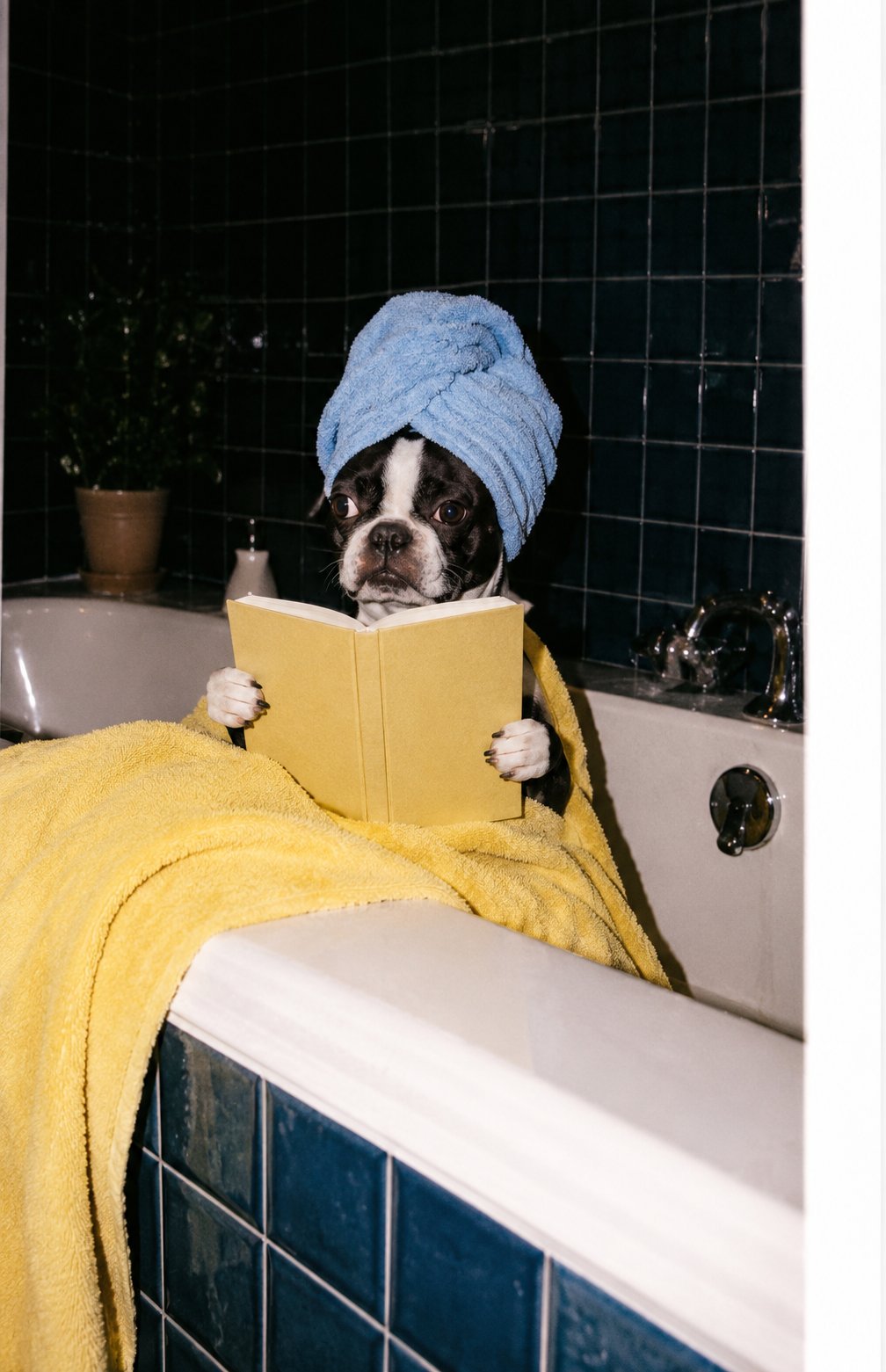 Boston terrier in a towel turban reading a book in the bath